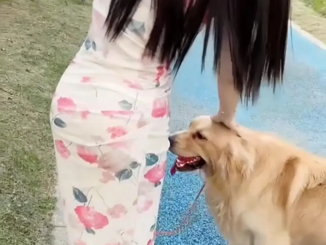 《抖音香香公主与爱犬金毛科普视频完整版》《抖音香香公主与爱犬直播回放》