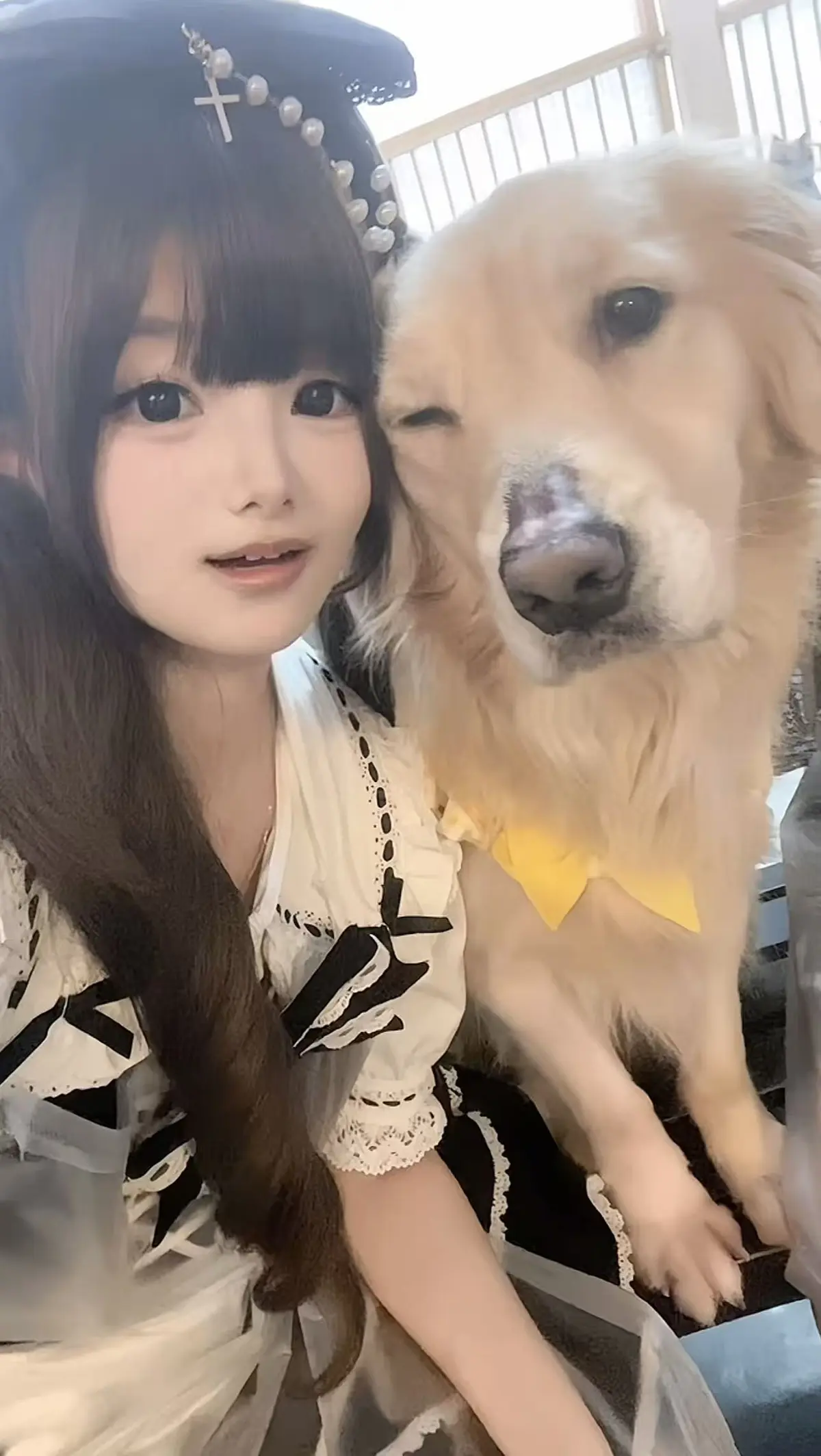 《金毛小蛋糕海鲜事件》<br />
《香香公主与金毛》<br />
《金毛吃小蛋糕海鲜福》
