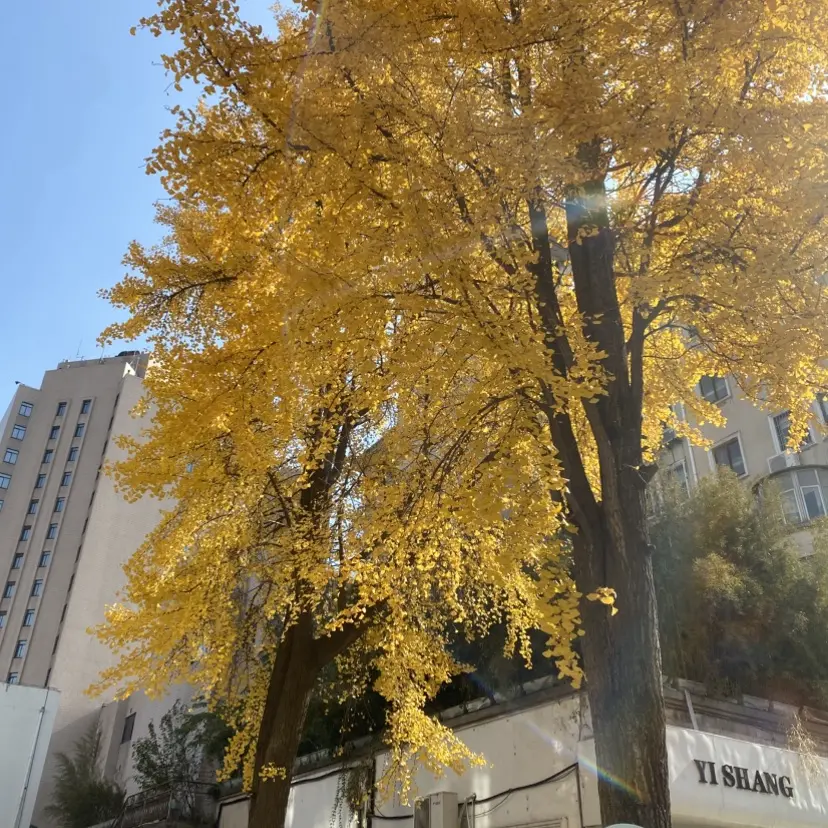 《silk_labo系列》相关资源图片